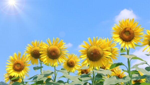 【コラム】夏の婚活は何を着る？夏のデートファッションのポイント！